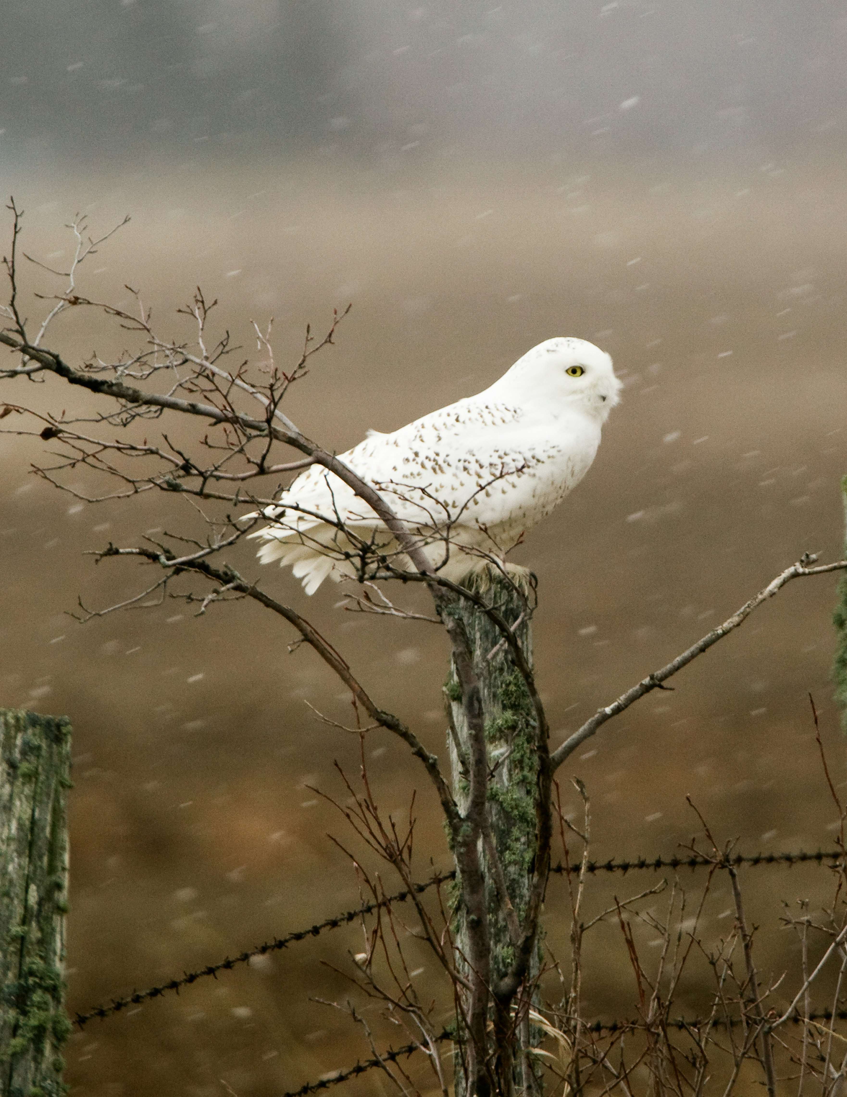 photo of snow owl perched tree branch